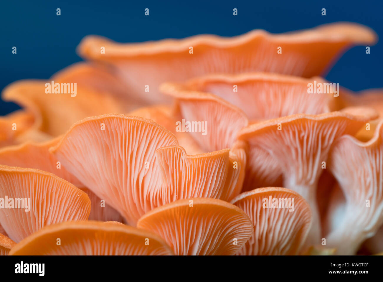 Pleurotus djamor mushrooms grow on substrate Stock Photo