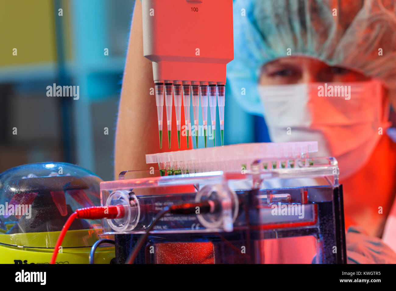 scientist loads pcr plate for DNA analysis with multichannel pipette
