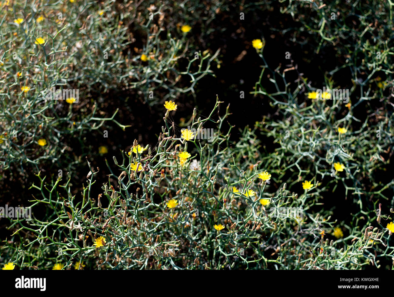 Launaea arborescens, Lanzarote, Canary Islands, Spain. Stock Photo