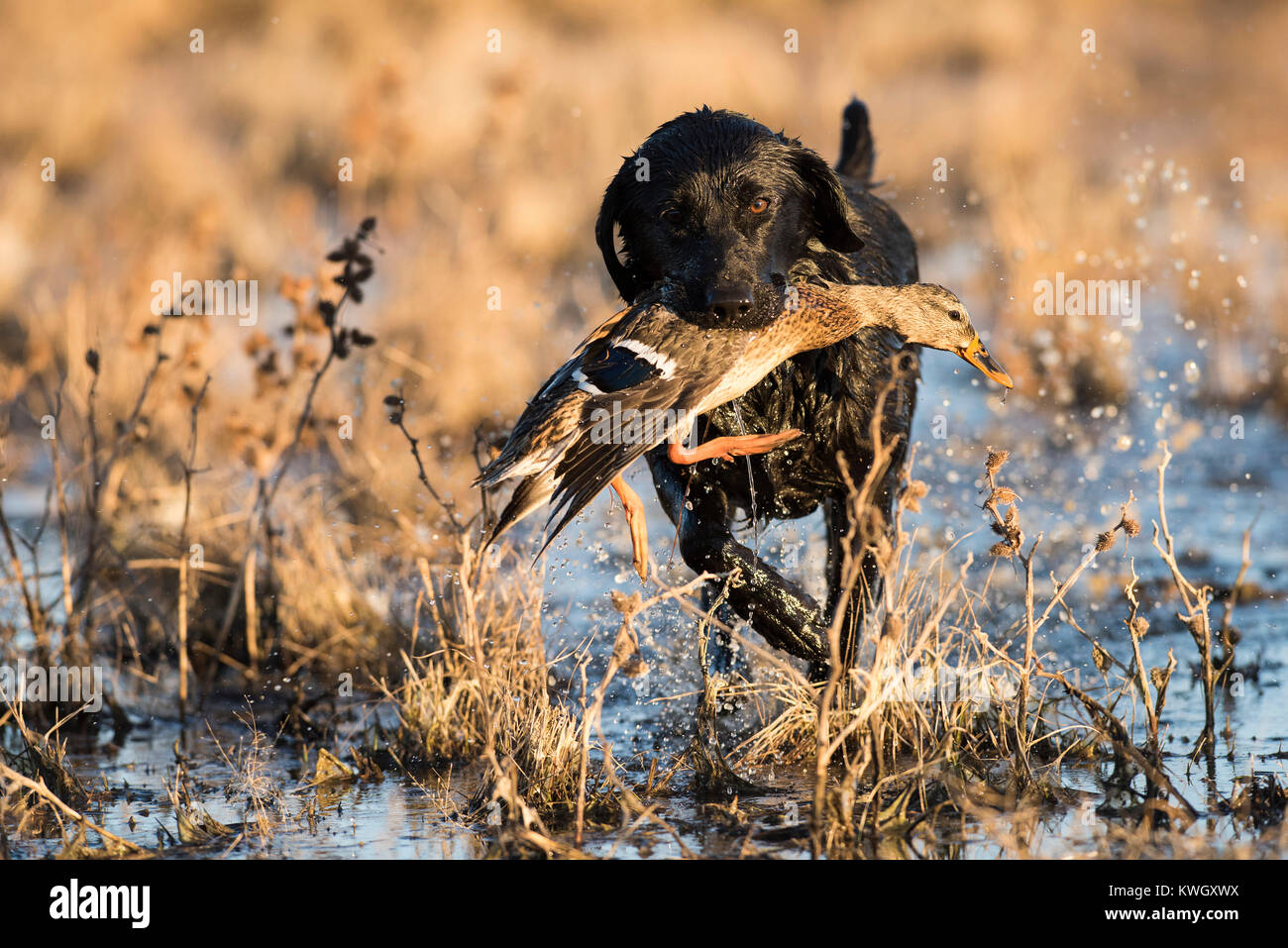 black lab duck hunting