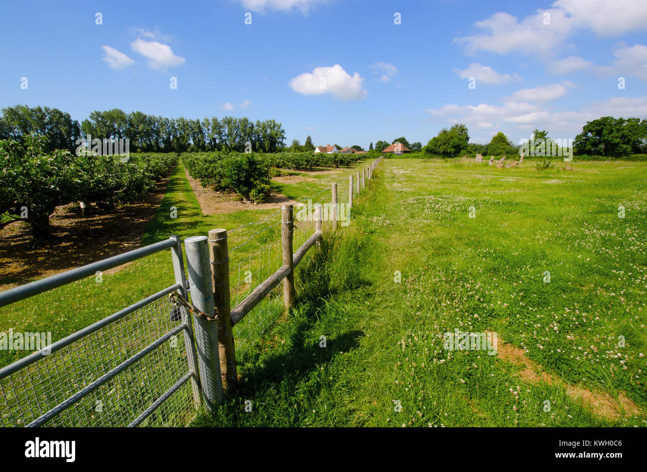 Boughton Monchelsea village, Kent, England. Fields, trees and fence. Stock Photo