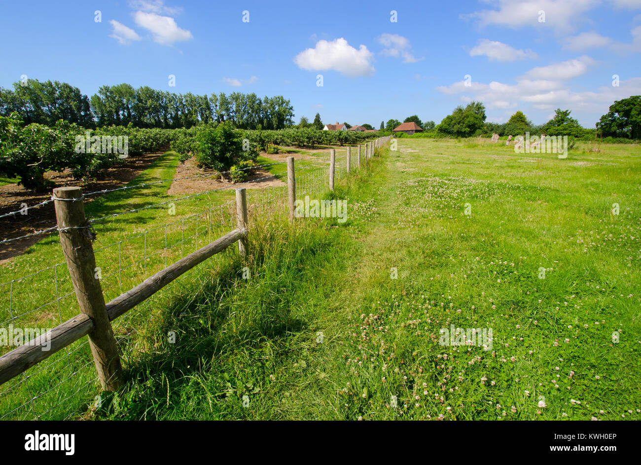 Boughton Monchelsea village, Kent, England. Fields, trees and fence. Stock Photo
