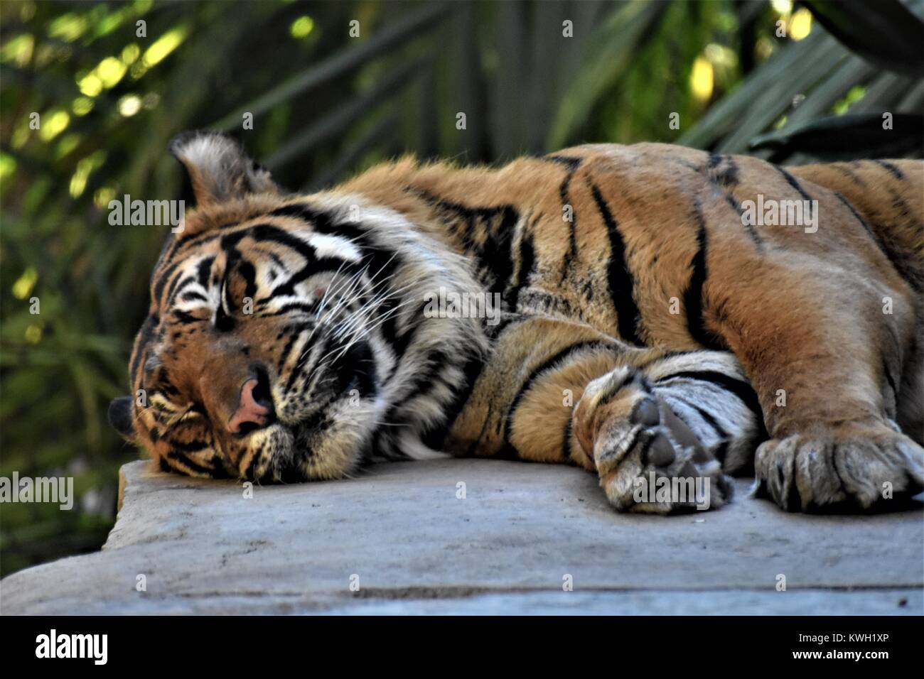 Giant Tiger Sleeping Stock Photo - Alamy