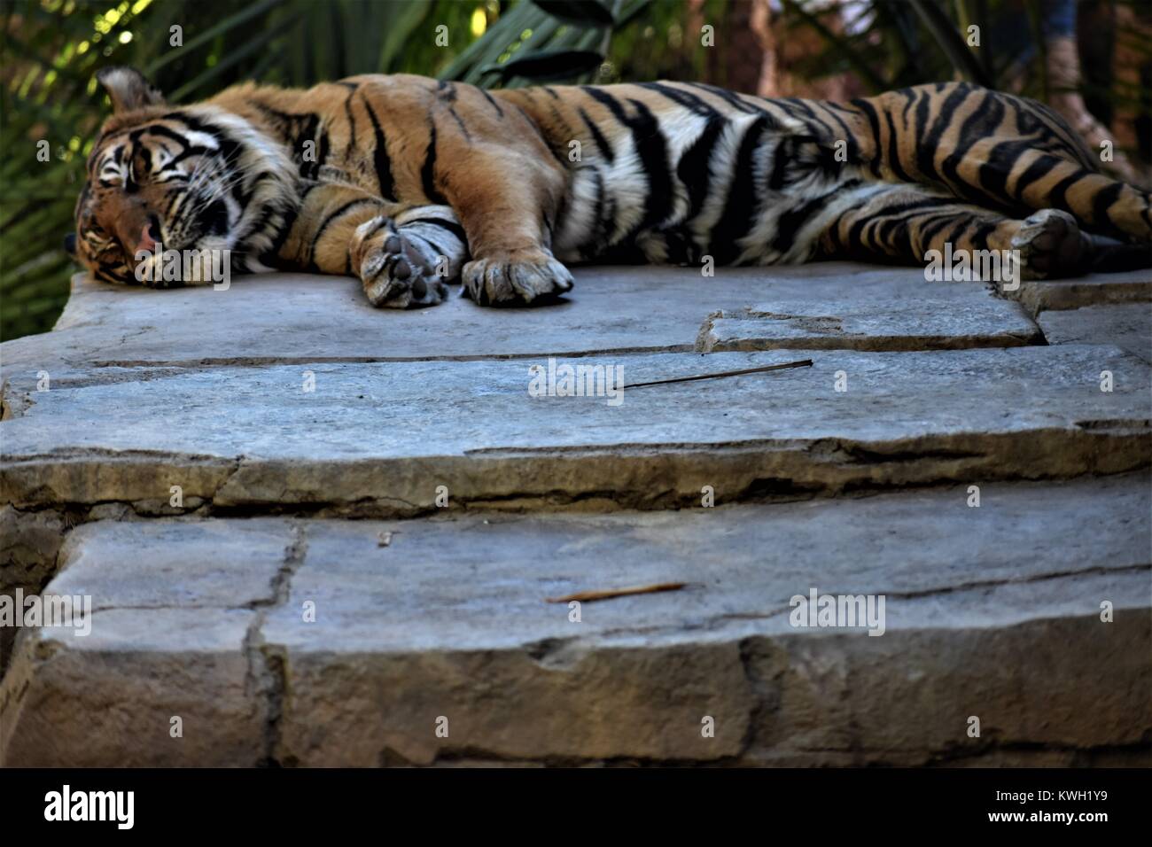 Giant Tiger Sleeping Stock Photo - Alamy