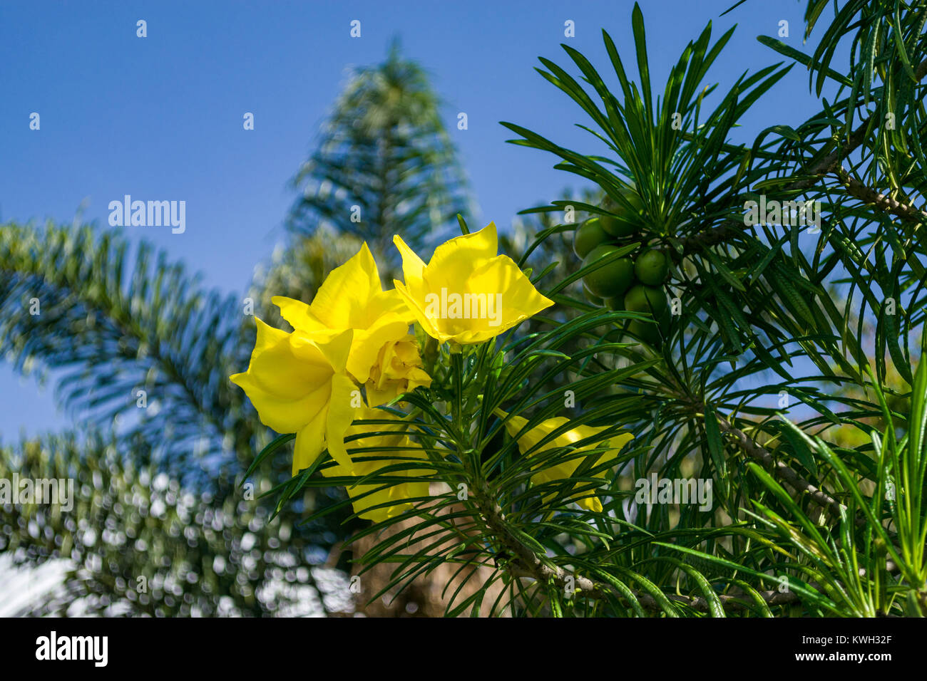 Bright yellow flowers and green fruit of the Cascabela thevetia or
