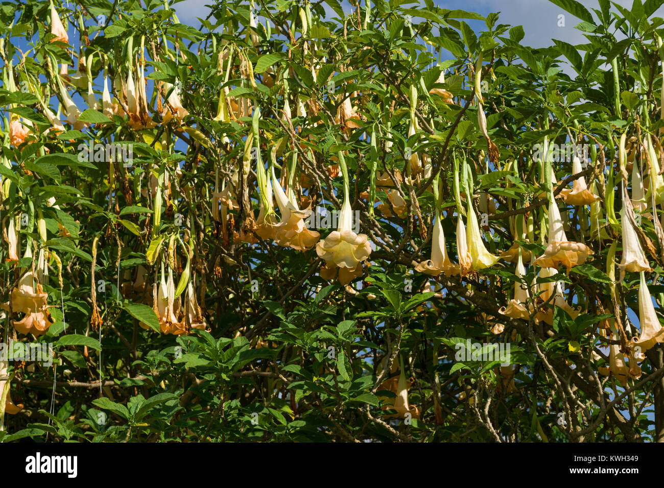 Angels trumpet (Brugmansia suaveolens or Datura suaveolens) flowers hanging down, Kenya, East Africa Stock Photo