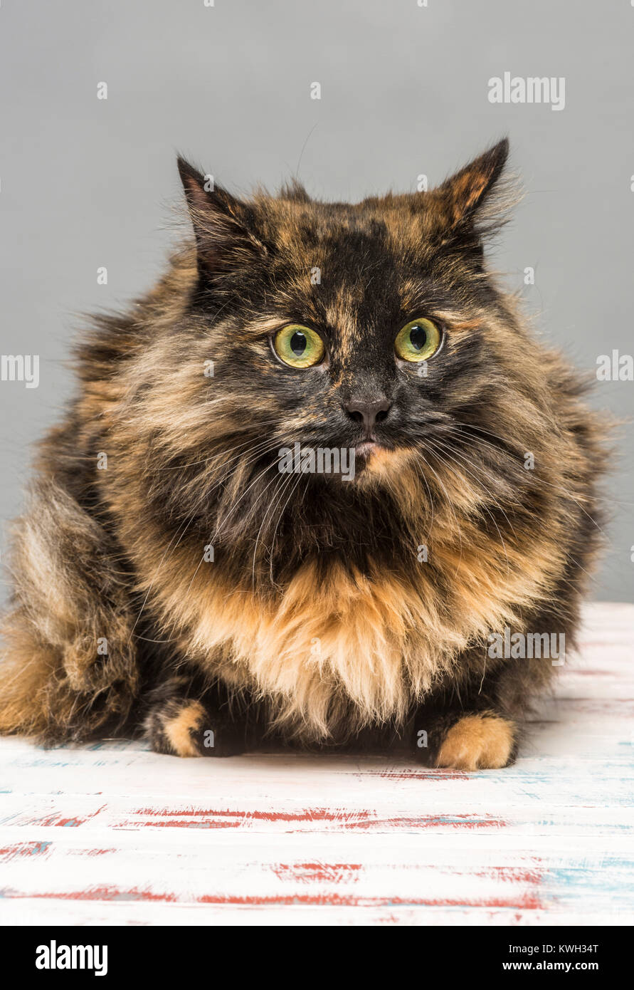 Long haired domestic tabby cat Stock Photo