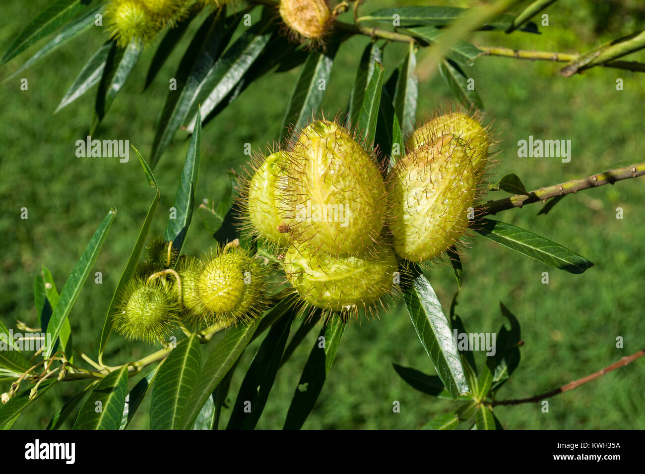 Balloon plant (Gomphocarpus physocarpus or Asclepias physocarpus) seed pods, Nairobi, Kenya, East Africa Stock Photo