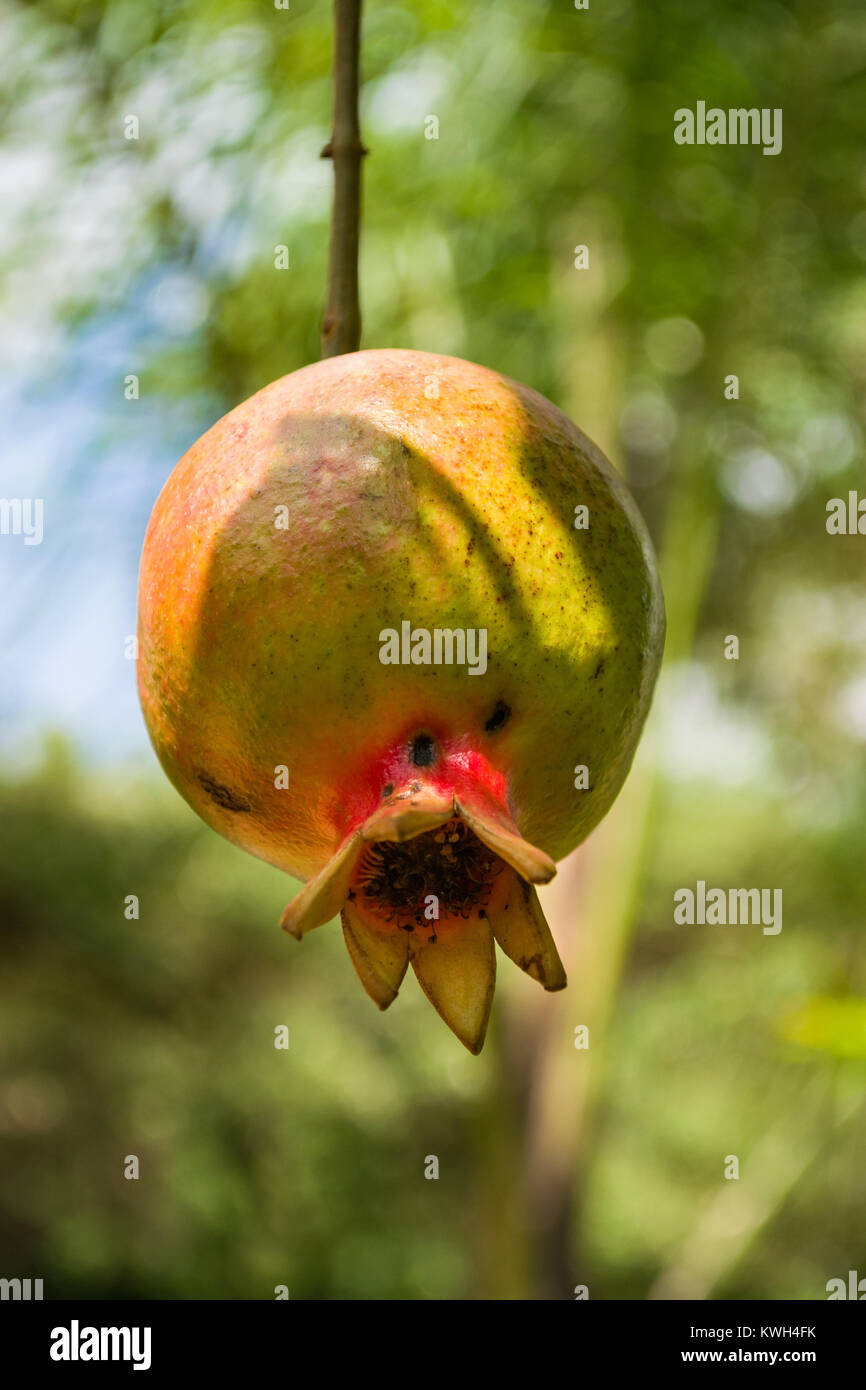 Kenya tree fruit hires stock photography and images Alamy