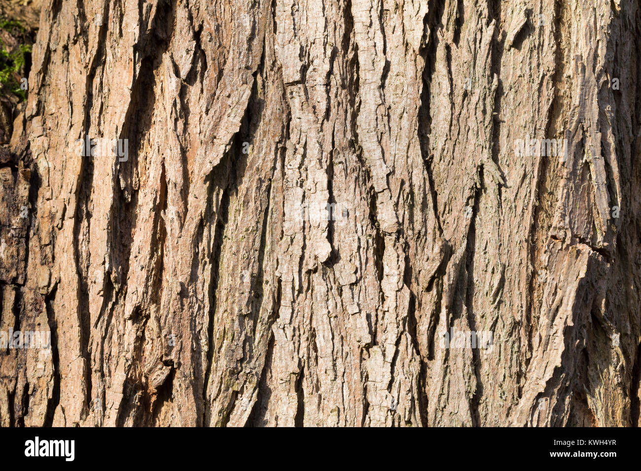 Silber-Weide, Silberweide, Rinde, Borke, Stamm, Baumstamm, Weissweide,  Weißweide, Weide, Salix alba, White Willow, bark, rind, trunk, stem, Le  Saule b Stock Photo - Alamy