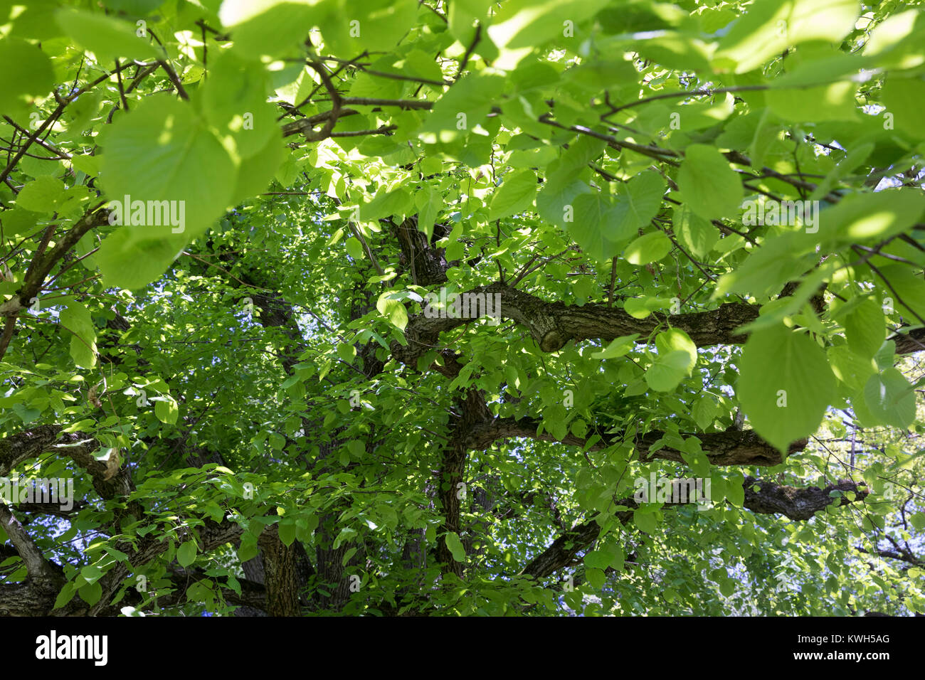 Sommer-Linde, Sommerlinde, Linde, Blick ins Blätterdach, Baumkrone, Tilia platyphyllos, Tilia grandifolia, large-leaved lime, Large Leaved Lime, large Stock Photo