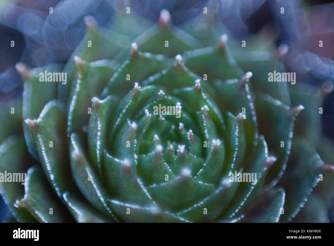 Green houseleek plant texture Stock Photo