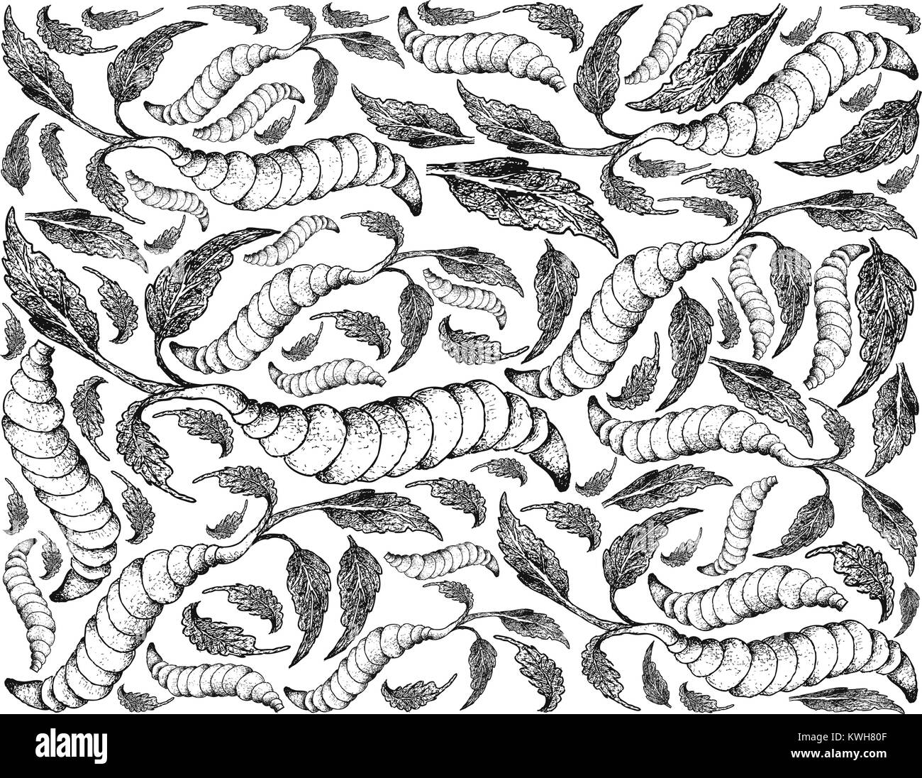 Root and Tuberous Vegetables, Illustration Hand Drawn Sketch of Fresh Chinese Artichoke or Stachys Affinis Plant Isolated on White Background. Stock Vector
