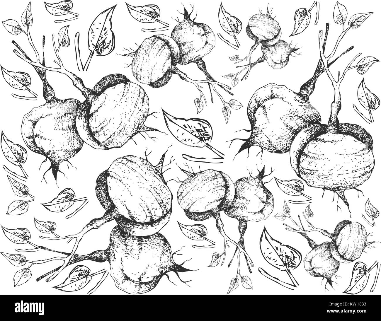 Root and Tuberous Vegetables, Illustration Hand Drawn Sketch of Fresh Jicama, Mexican Yam Bean, Mexican Turnip or Pachyrhizus Erosus Isolated on White Stock Vector