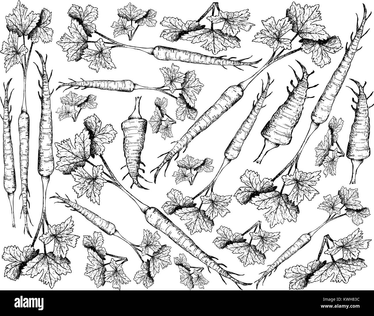 Root and Tuberous Vegetables, Illustration Hand Drawn Sketch of Fresh Parsnip with Root on Leaves Used for Seasoning in Cooking. Isolated on White Bac Stock Vector