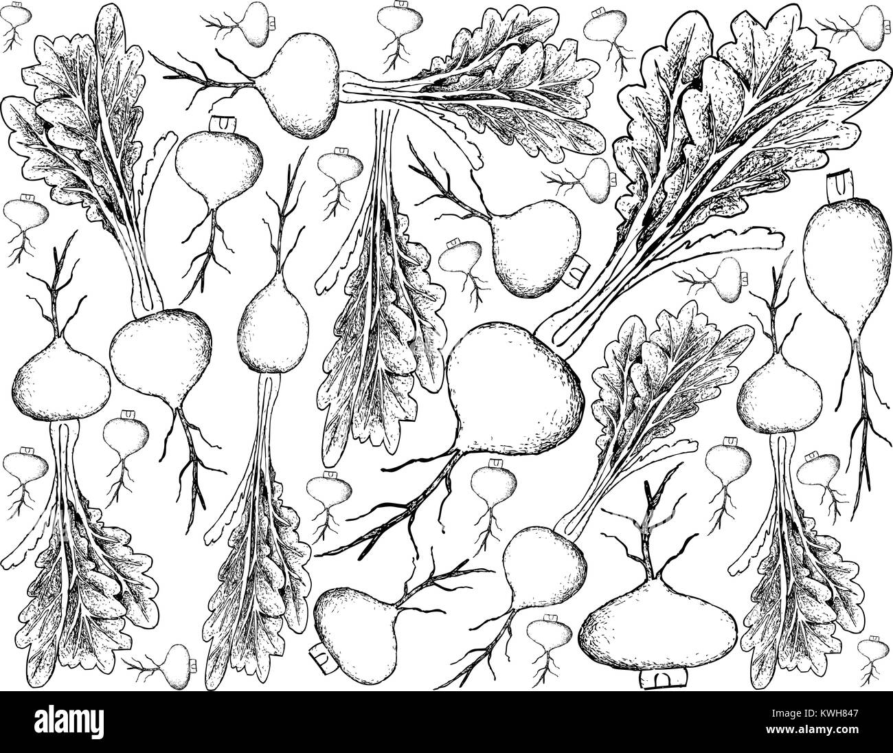 Root and Tuberous Vegetables, Illustration Hand Drawn Sketch of Fresh Prairie Turnip or Psoralea Esculenta Plants Isolated on White Background. Stock Vector