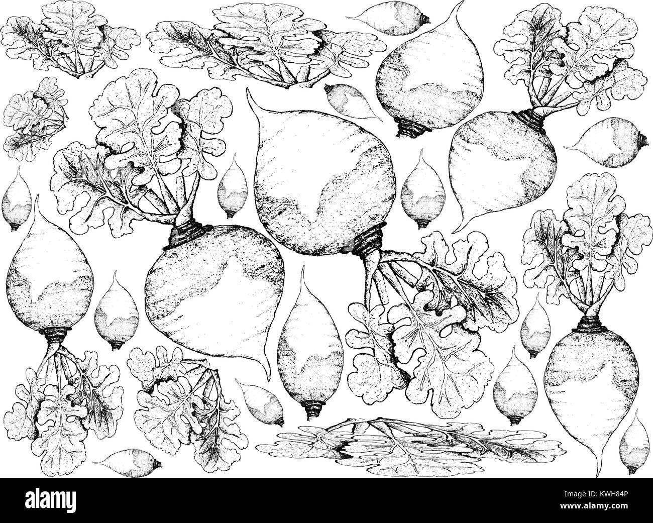 Root and Tuberous Vegetables, Illustration Hand Drawn Sketch of Fresh Rutabaga or Brassica Napus Plants Isolated on White Background. Stock Vector