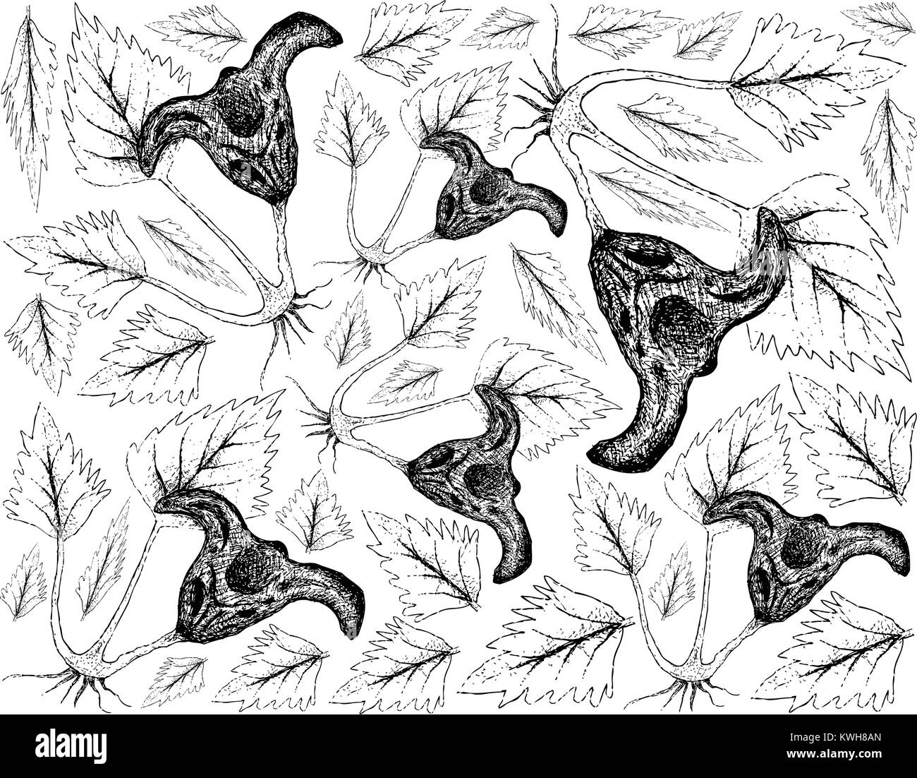 Root and Tuberous Vegetables, Illustration Hand Drawn Sketch of Water Caltrop or Trapa Natans Plant on White Background. Good Source of Dietary Fiber, Stock Vector