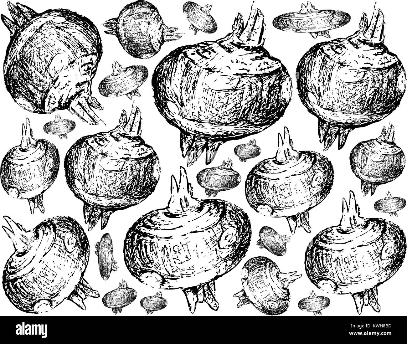 Root and Tuberous Vegetables, Illustration Hand Drawn Sketch of Water Chestnut or Eleocharis Dulcis Plant on White Background. Good Source of Dietary  Stock Vector