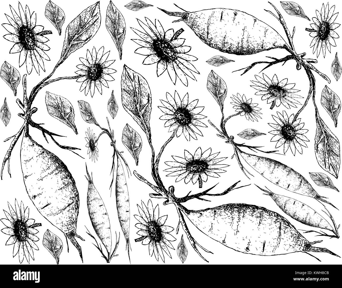 Root and Tuberous Vegetables, Illustration Hand Drawn Sketch of Fresh Yacon or Smallanthus Sonchifolius Plant Isolated on White Background. Stock Vector