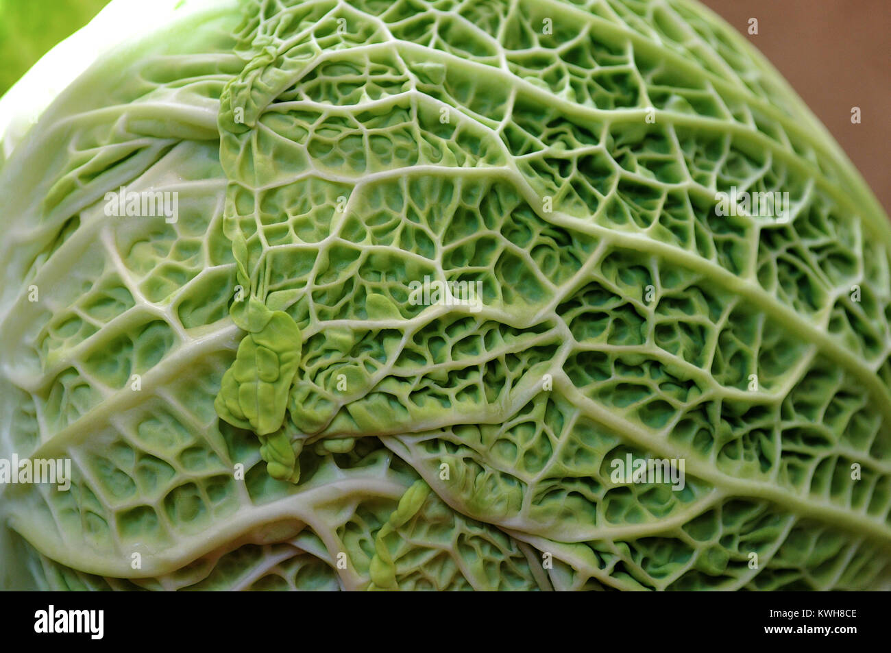 cabbage natural wrinkles on the skin Stock Photo Alamy