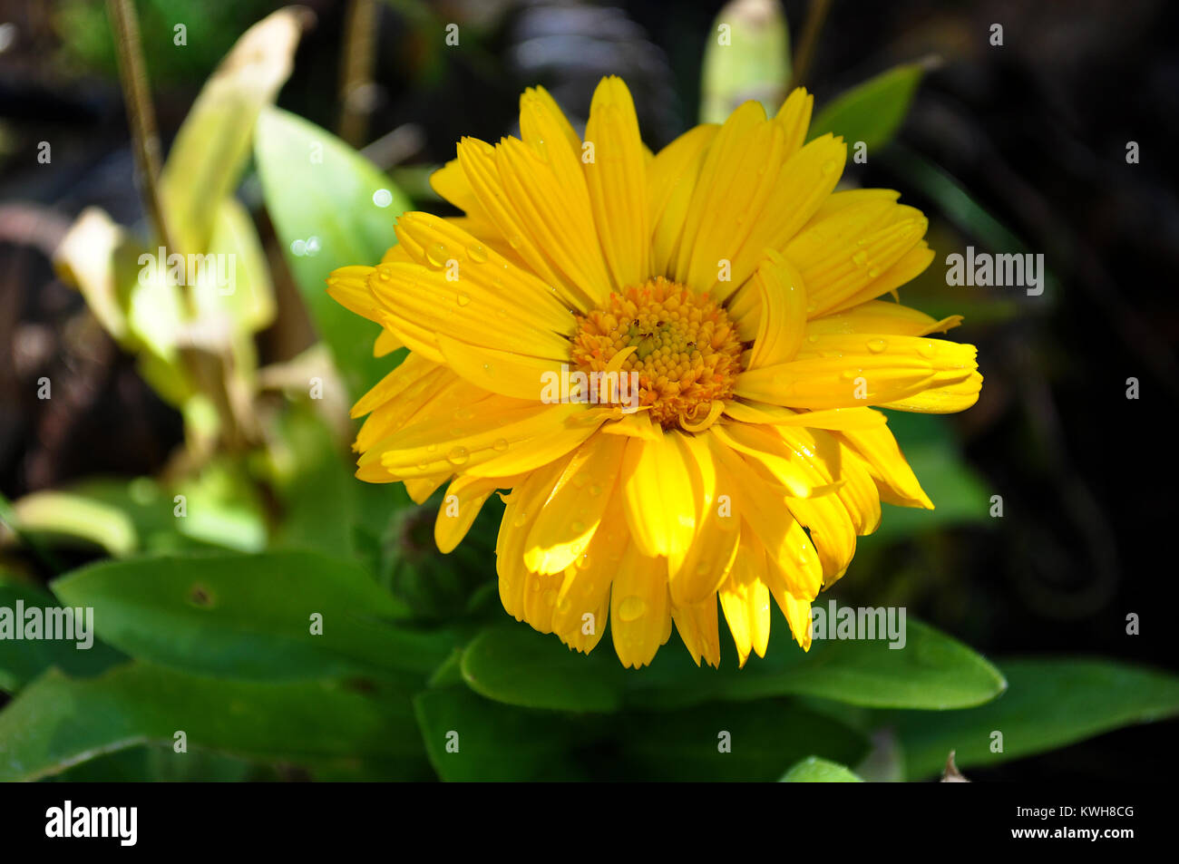 common winter calendula officinalis, marigold Stock Photo - Alamy