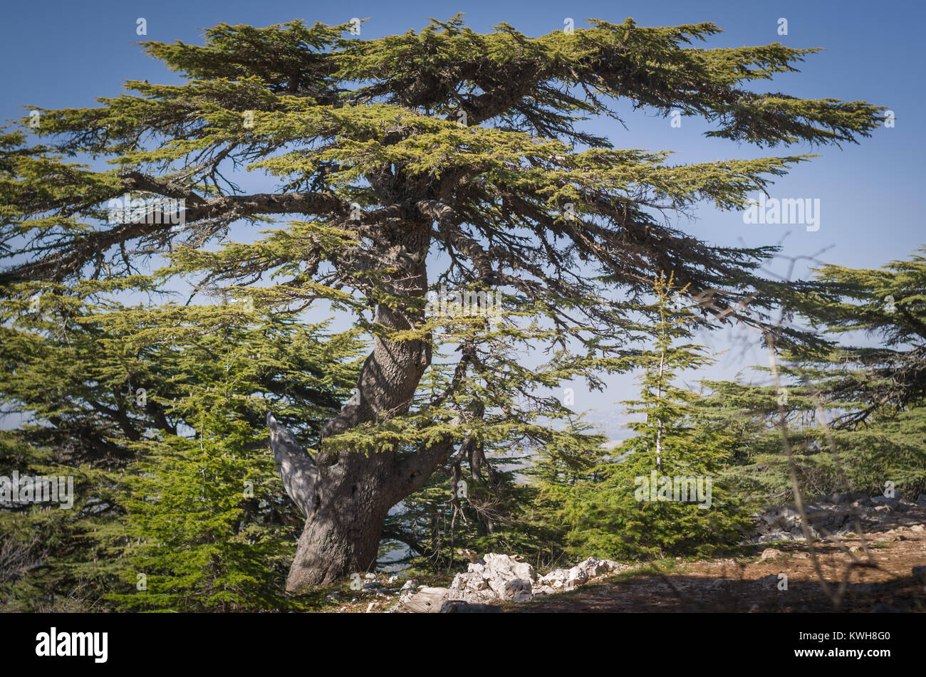 Trees of Al Shouf Cedar Nature Reserve Barouk in mount Lebanon Middle