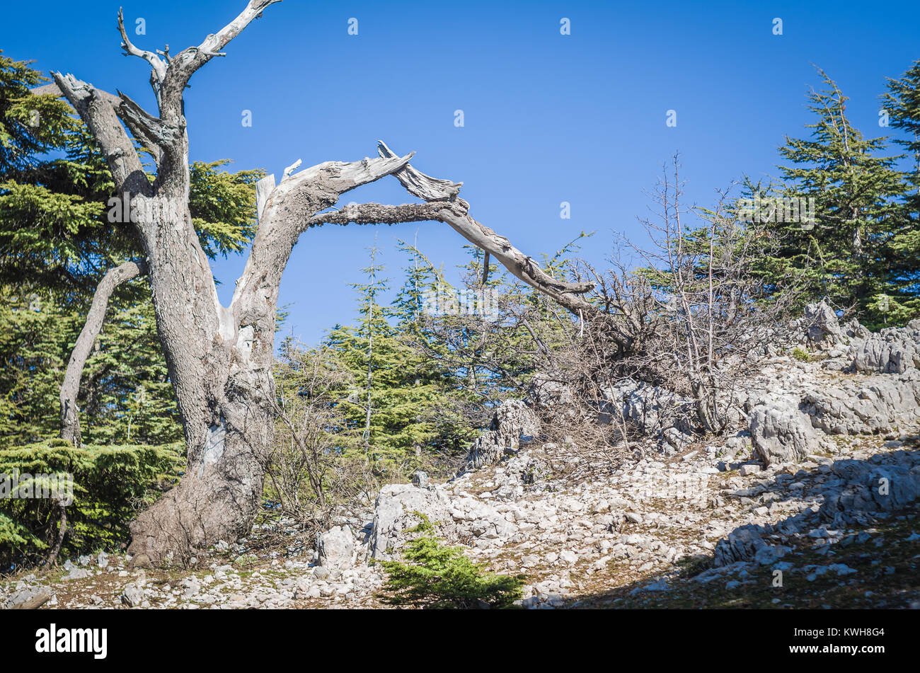 Trees of Al Shouf Cedar Nature Reserve Barouk in mount Lebanon Middle east Stock Photo