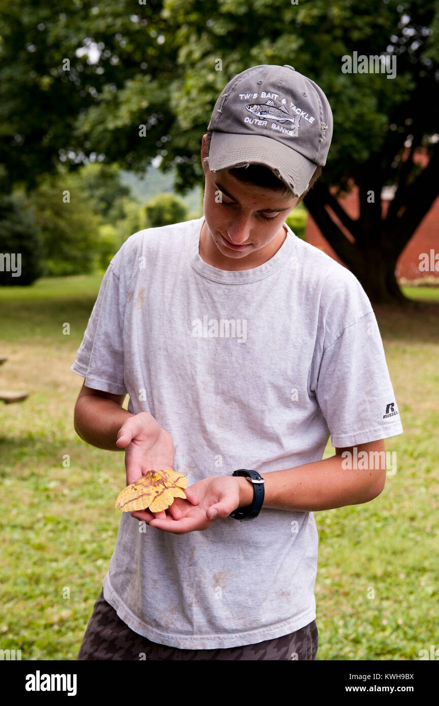 YOUNG MAN HOLDING FEMALE IMPERIAL MOTH (EACLES IMPERIALIS) Stock Photo