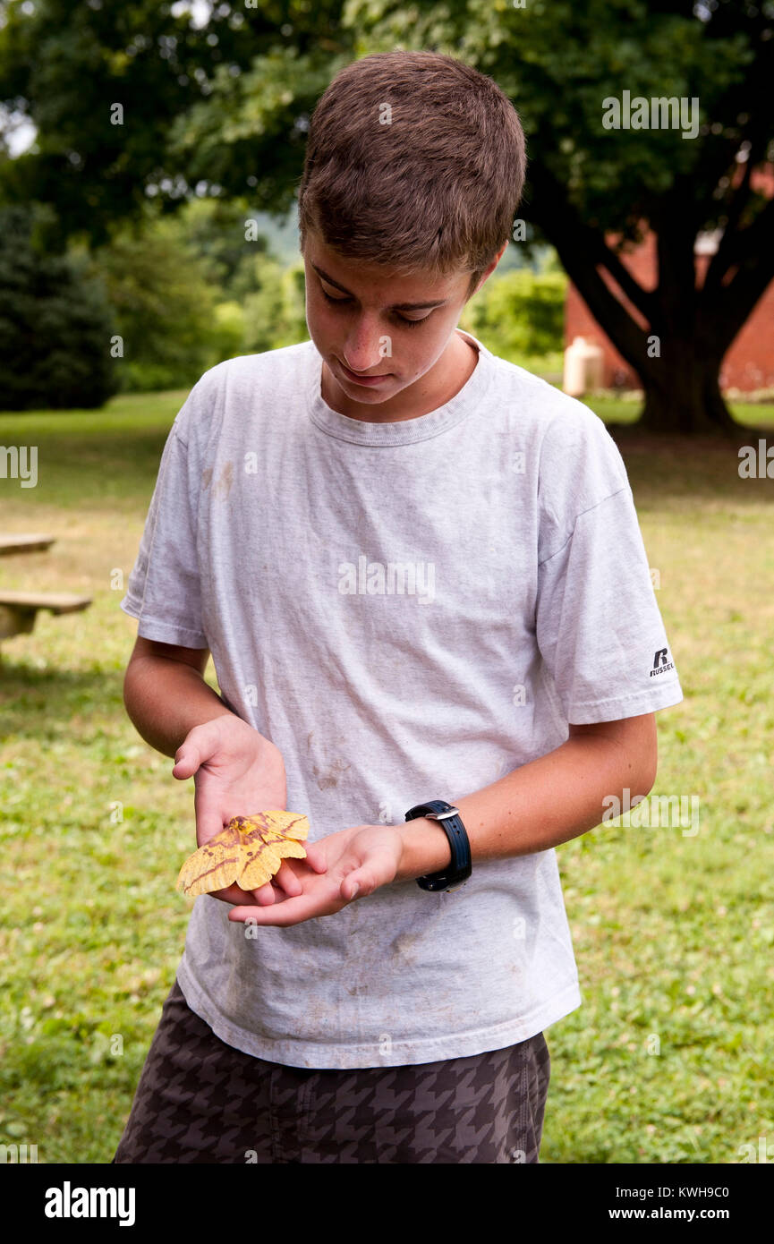 YOUNG MAN HOLDING FEMALE IMPERIAL MOTH (EACLES IMPERIALIS) Stock Photo