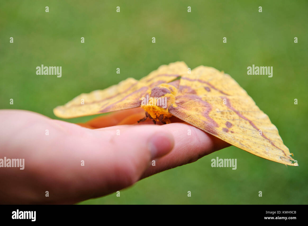 CLOSE UP OF FEMALE IMPERIAL MOTH (EACLES IMPERIALIS) Stock Photo