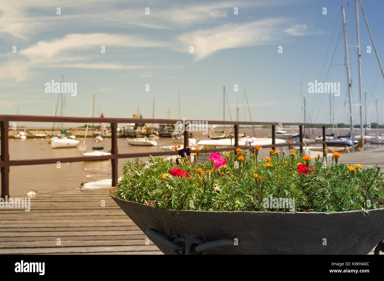 Flowers of the Port of Colonia, Uruguay. Stock Photo