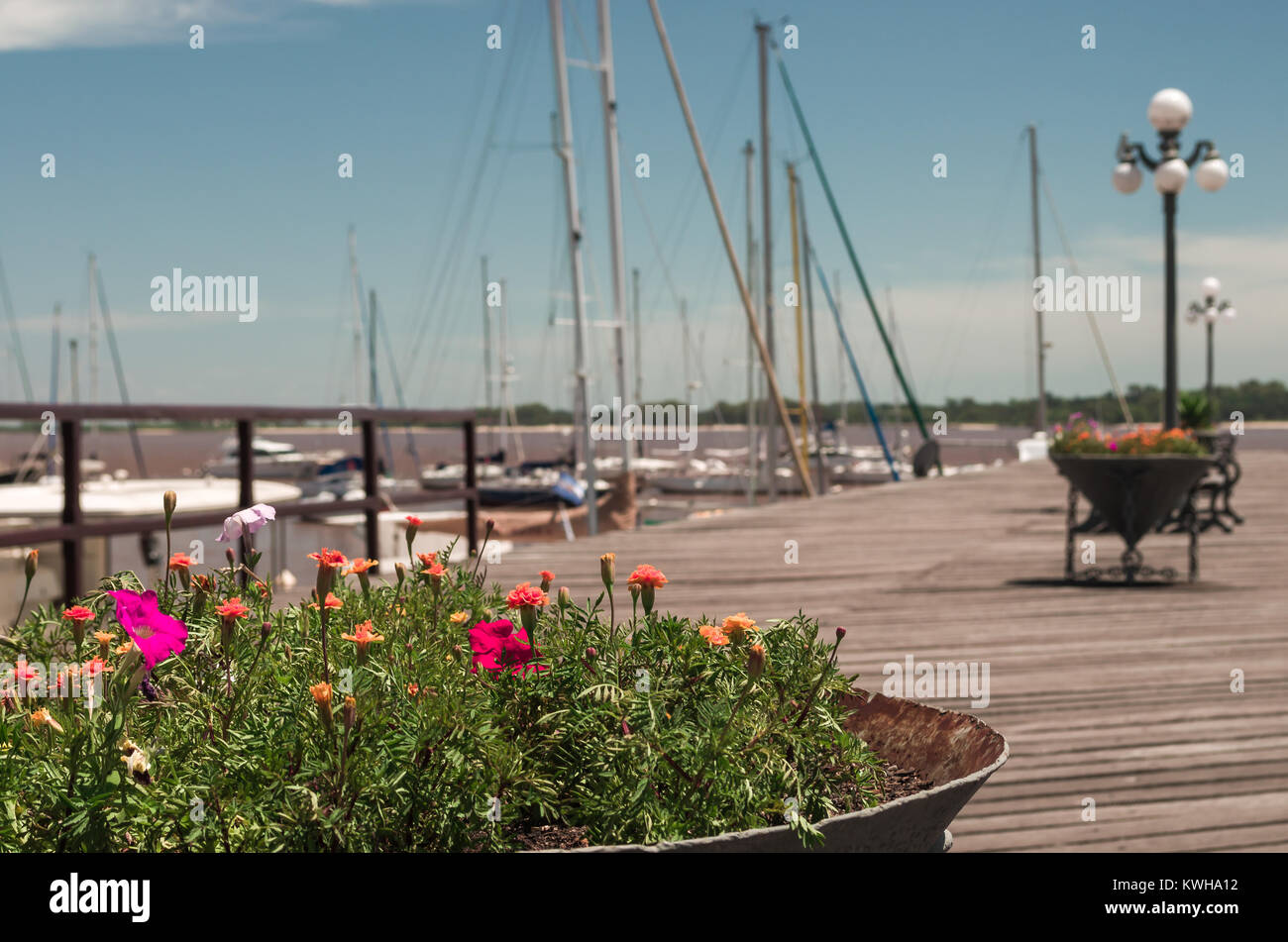 Flowers of the Port of Colonia, Uruguay. Stock Photo