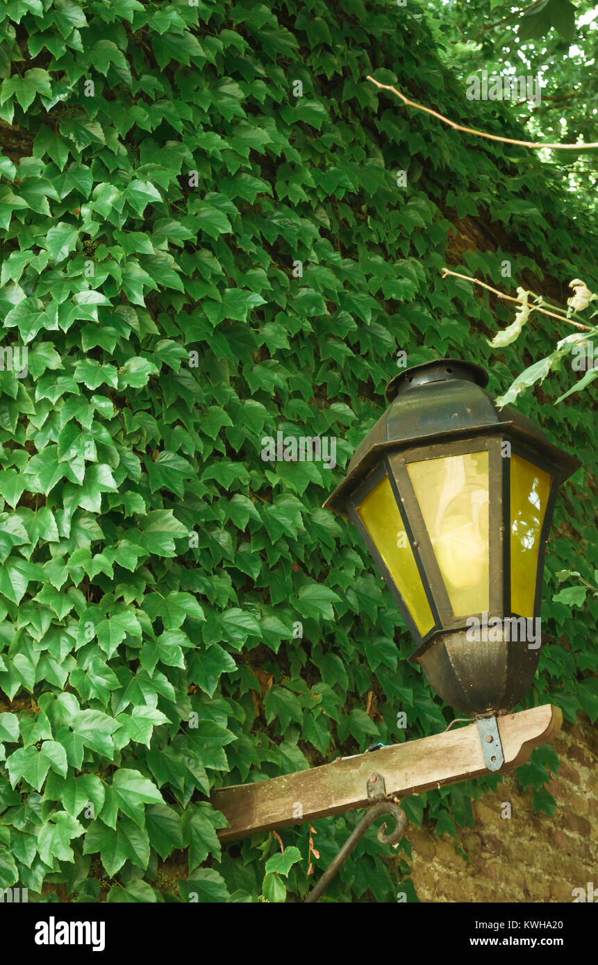 Wall of green leaves with rustic yellow iron lamp, city of Colonia, Uruguay. Stock Photo