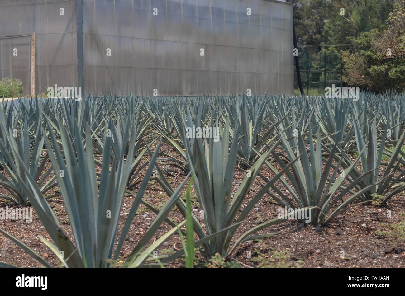 Plantation of Agave Azul, plant of the City of Tequila, used for the production of the Tequila