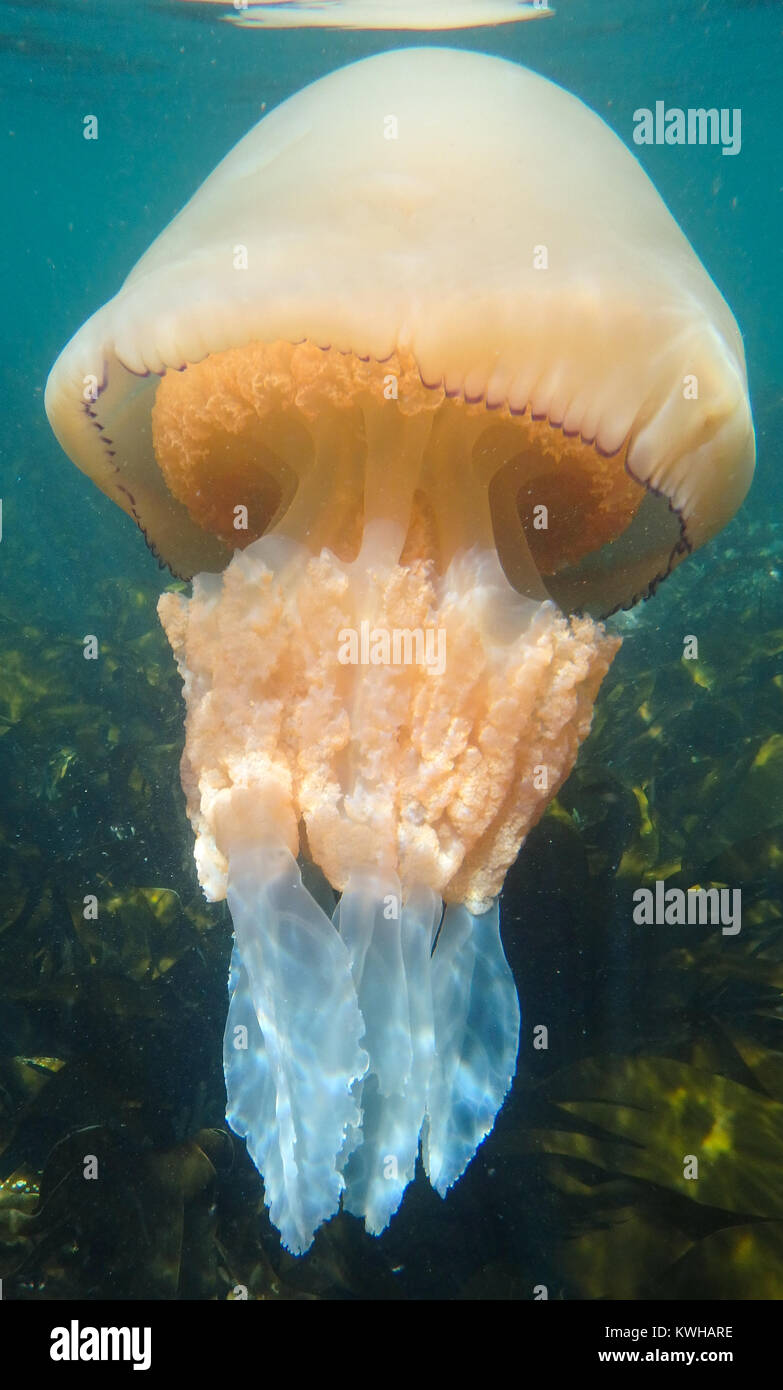Barrel Jelly Fish - Rhizostoma Pulmo Stock Photo