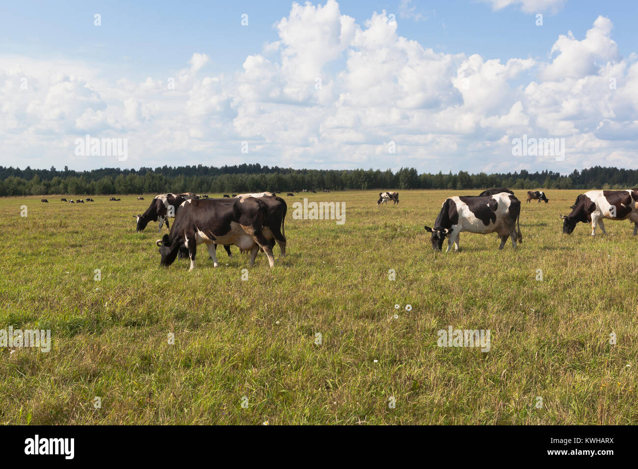 Herd of cows is grazed in the meadow sunny summer day Stock Photo - Alamy