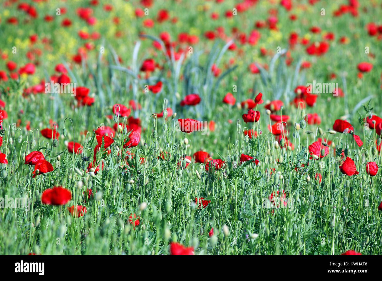 poppies flower field spring season Stock Photo - Alamy