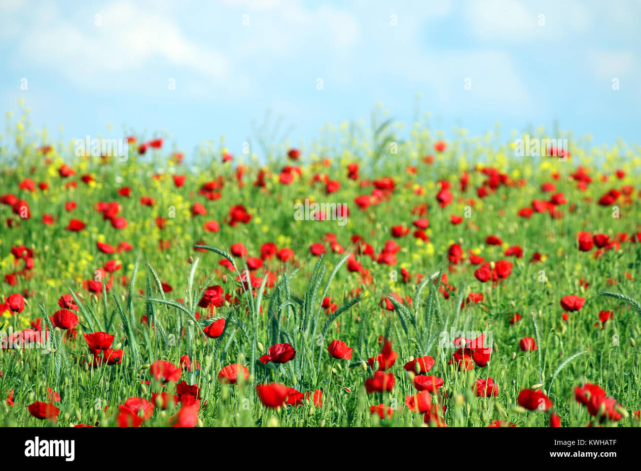 red poppies flowers field and blue sky with clouds landscape Stock ...