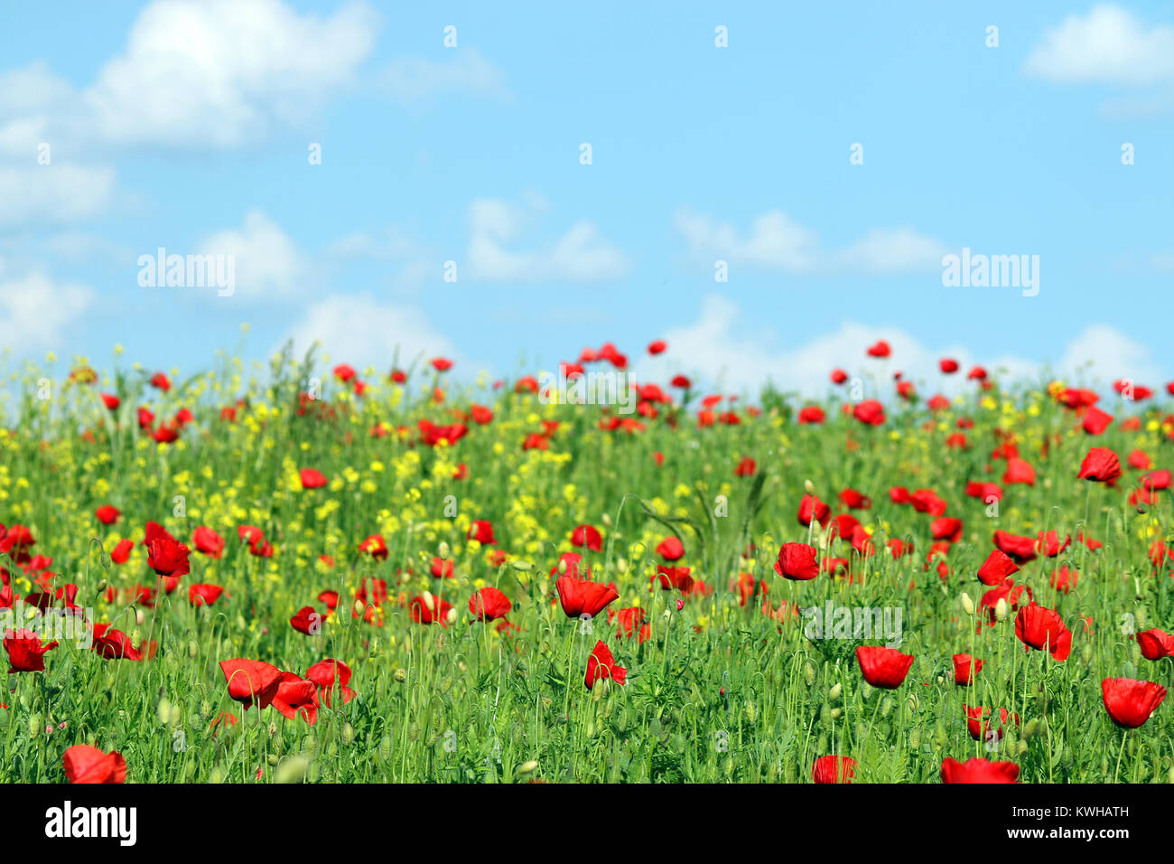 red poppies flowers meadow and blue sky with clouds landscape Stock ...