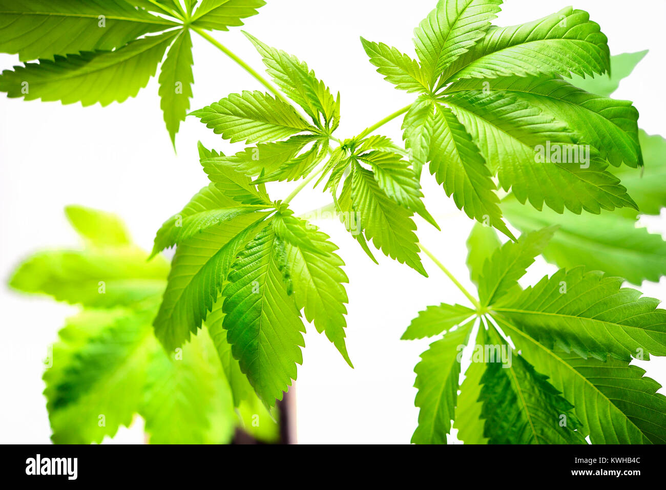 Hemp cannabis sativa, Hanf (Cannabis sativa) Stock Photo