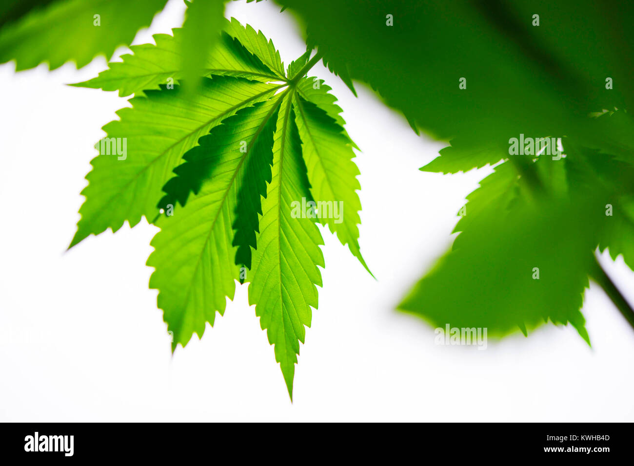 Hemp cannabis sativa, Hanf (Cannabis sativa) Stock Photo