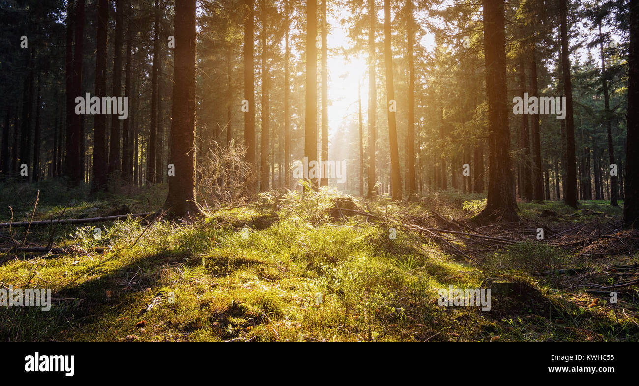 Sun woods hi-res stock photography and images - Alamy
