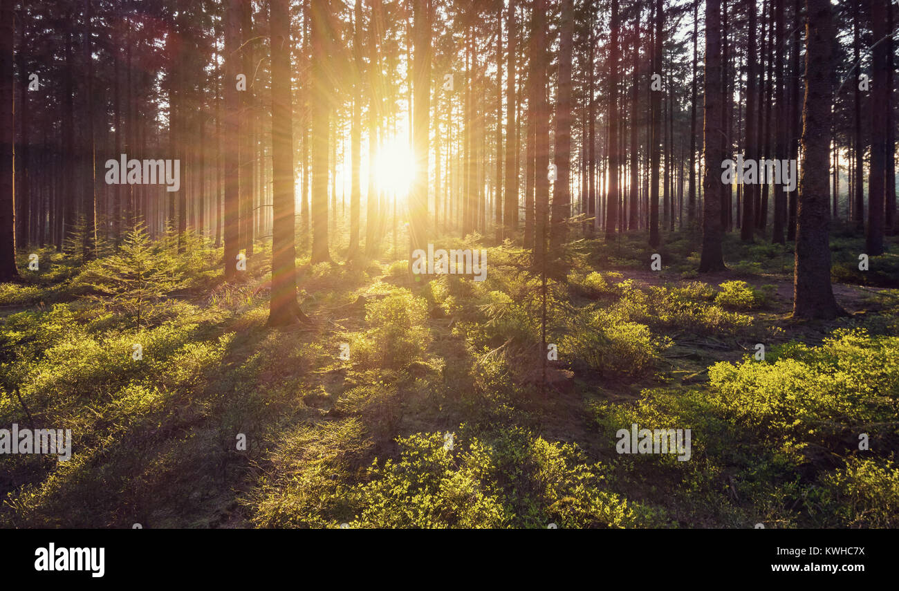 Hiking Path in to the Forest Stock Photo - Alamy