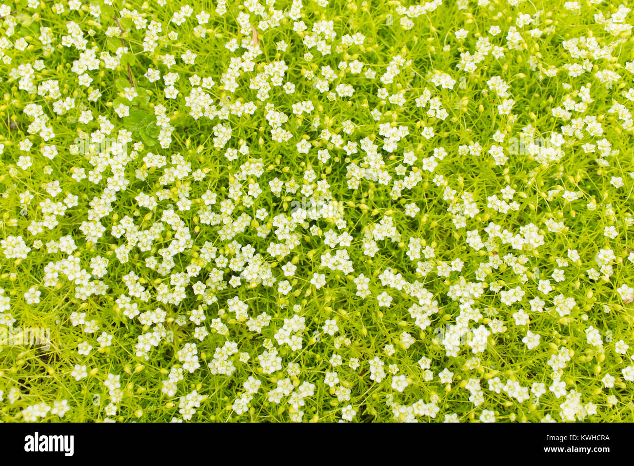 Bright colorful background of a ground cover plant with small white flowers. Sagina Stock Photo