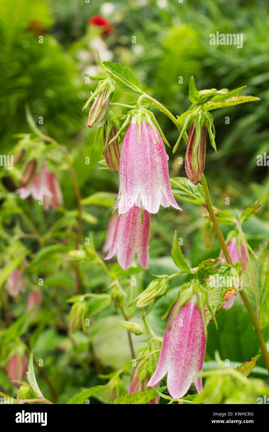 Blooming bell (Campanula punctata) close-up on a blurred background of greenery Stock Photo