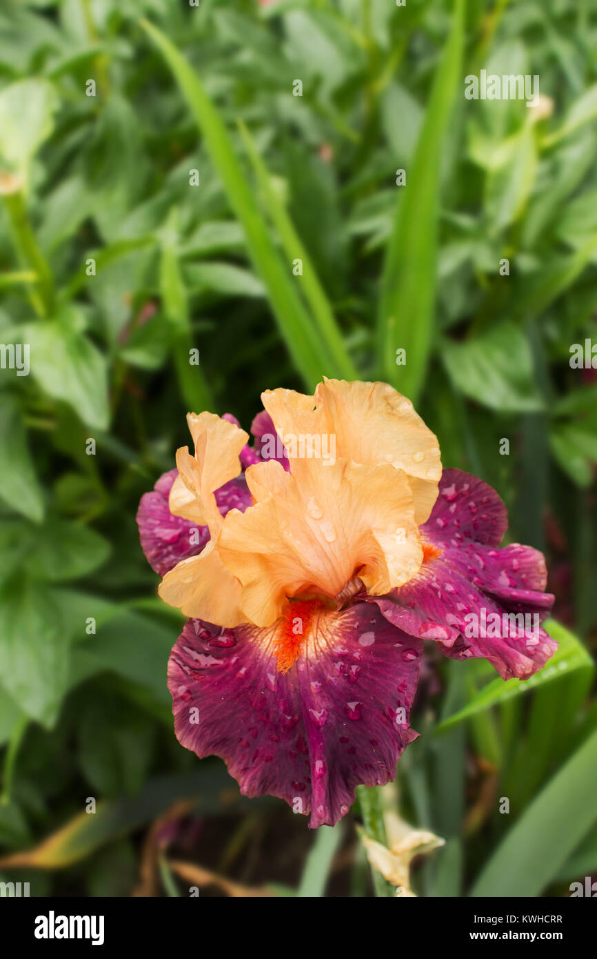 Big beautiful orange-lilac iris flower on a blurred background of grass Stock Photo