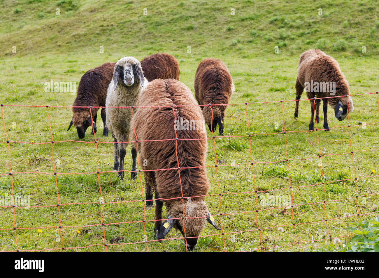 A small flock of sheep grazing on the grass meadow behind the fence in ...