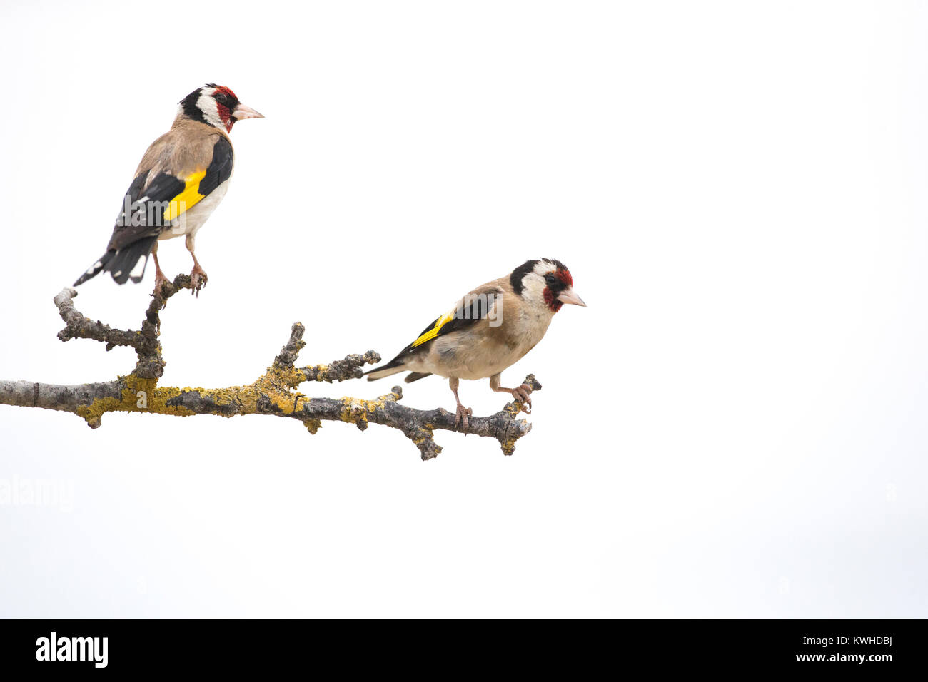 Two Goldfinch (Carduelis carduelis) perched on branch. Stock Photo