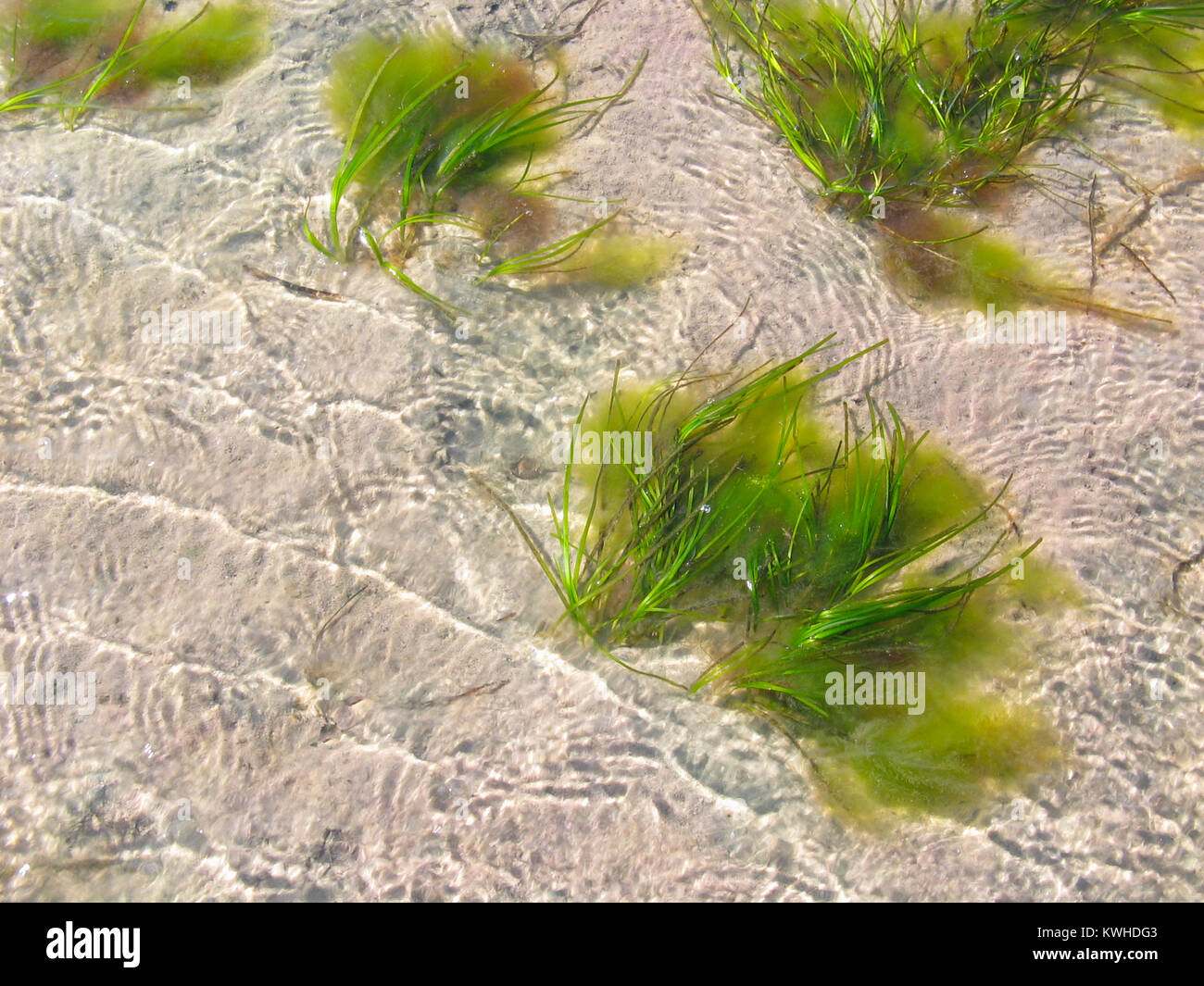 Seaweed in shallow water on Cape Cod bay Stock Photo Alamy